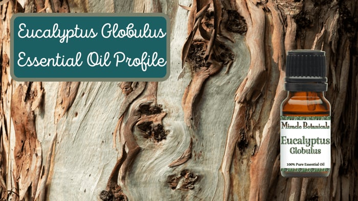Eucalyptus Globulus Essential Oil Screenshot